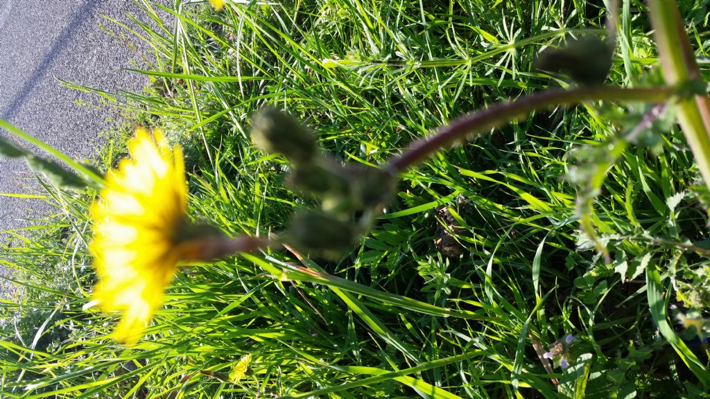 Che pianta � ?  Sonchus cfr. asper