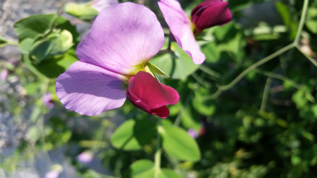 Pisum sativum (Fabaceae)