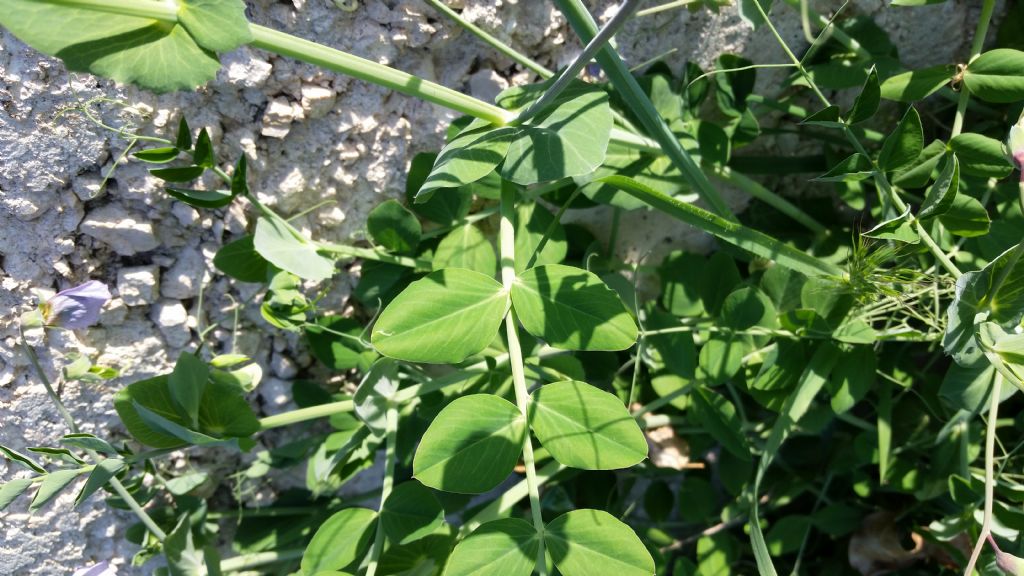 Pisum sativum (Fabaceae)