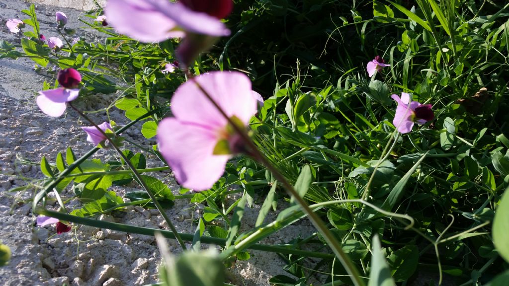 Pisum sativum (Fabaceae)