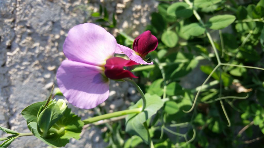 Pisum sativum (Fabaceae)