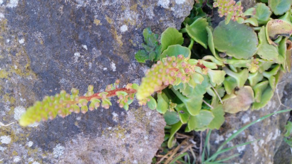 Ombelico di Venere? S. Umbilicus rupestris (Saxifragales-Crassulaceae)