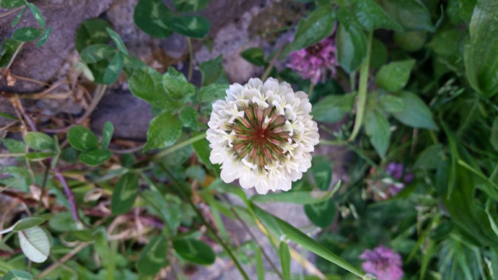 Trifoglio bianco