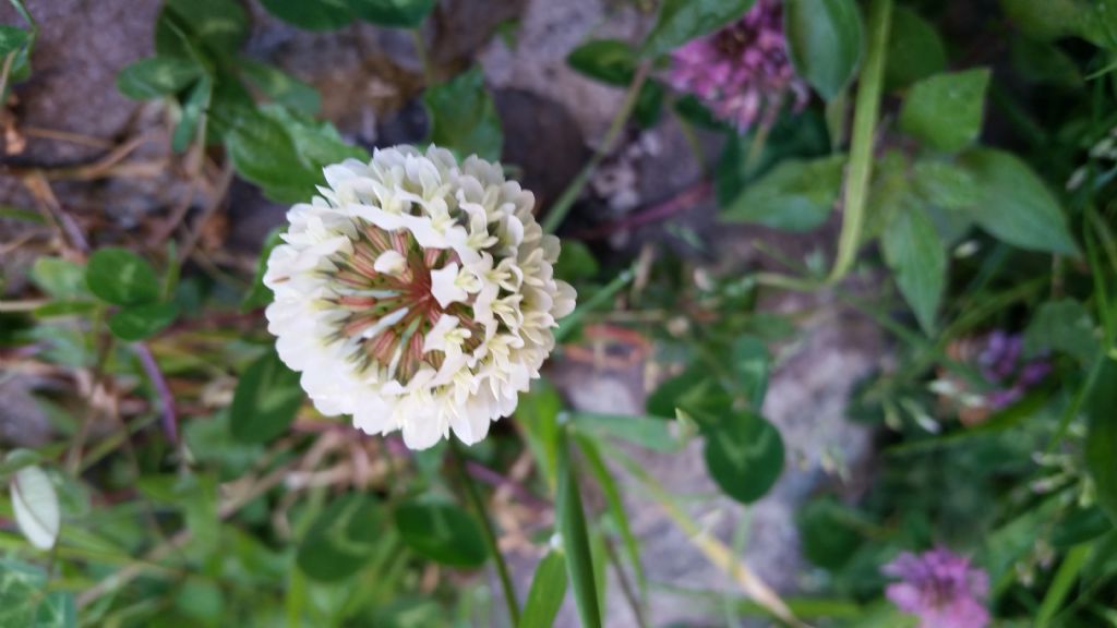 Trifoglio bianco