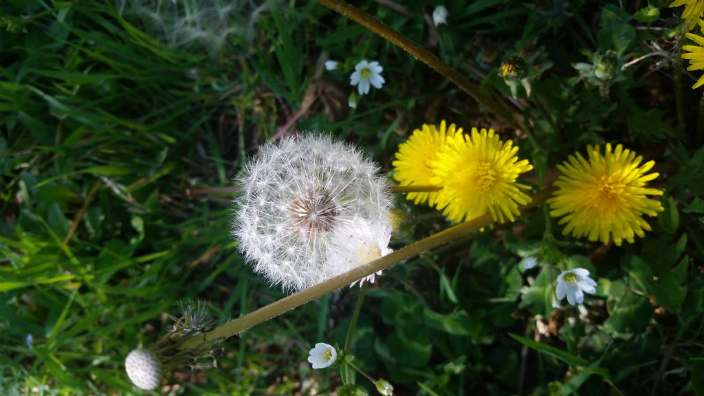 Soffione, giusto?  S�. infruttiscenza di Taraxacum sp.