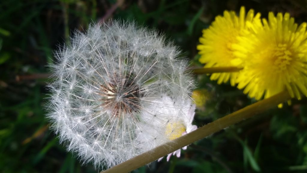 Soffione, giusto?  S�. infruttiscenza di Taraxacum sp.
