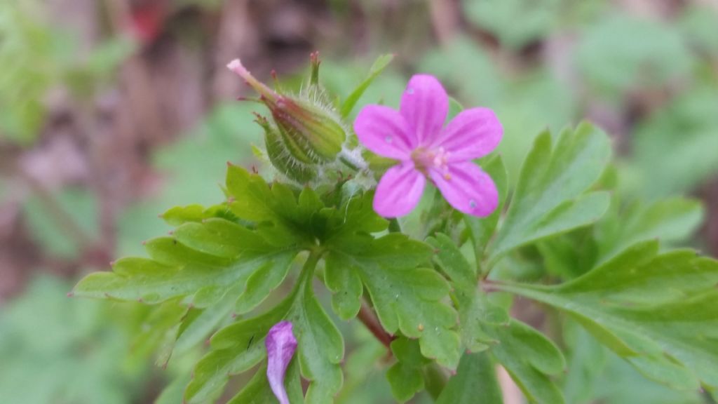 Geranium purpureum