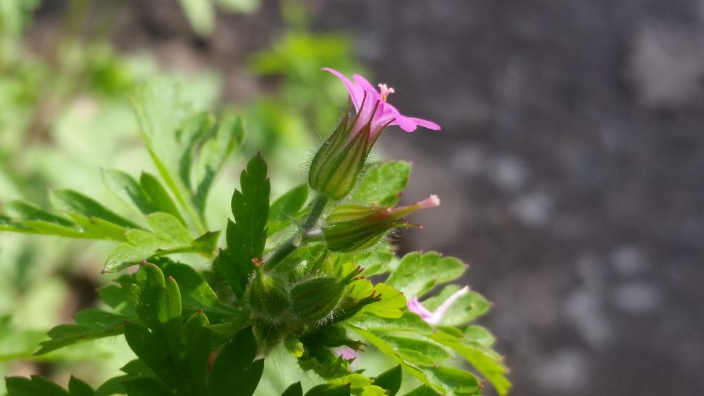 Geranium purpureum