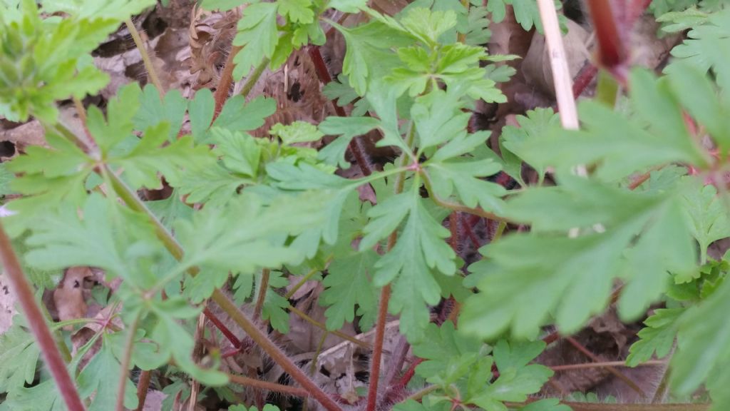 Geranium purpureum