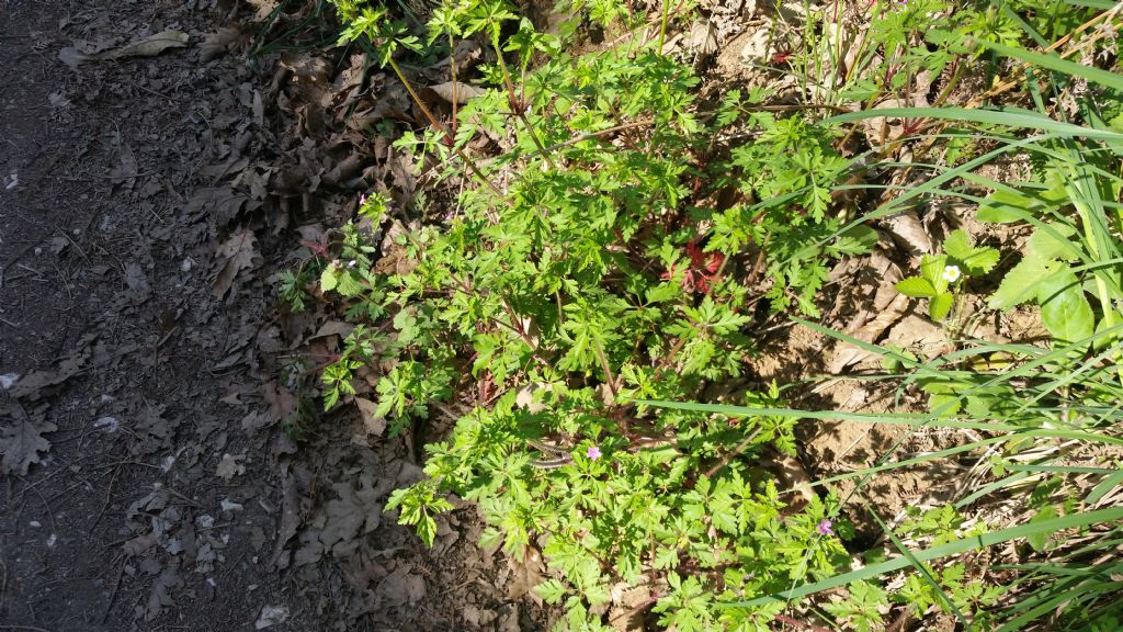 Geranium purpureum