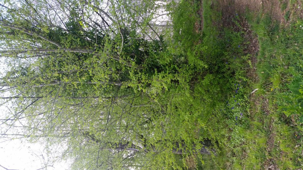 Albero di? Ulmus sp.