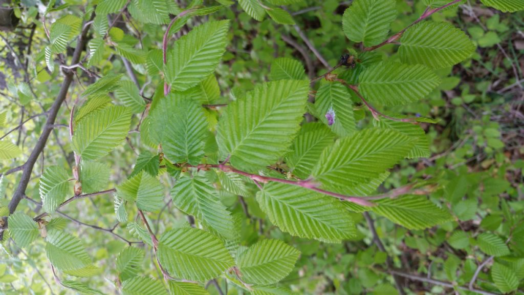 Albero di? Ulmus sp.