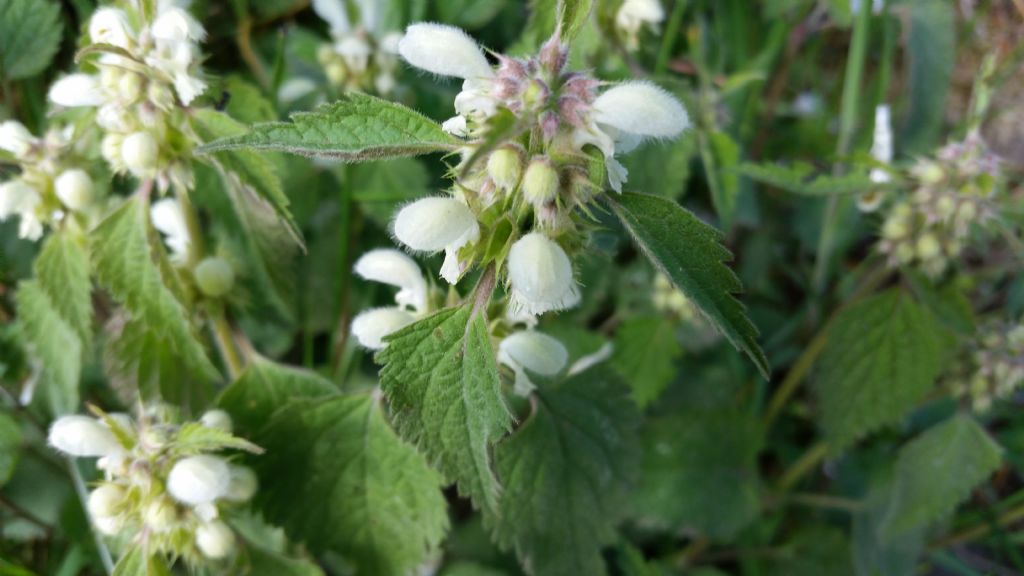 Lamium album