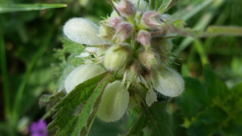 Lamium album