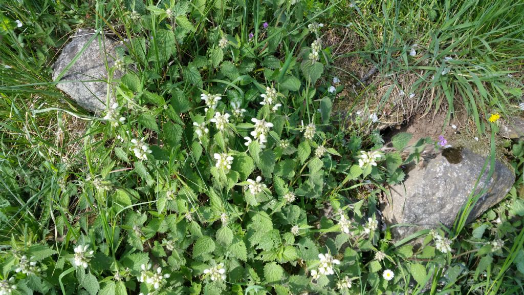 Lamium album