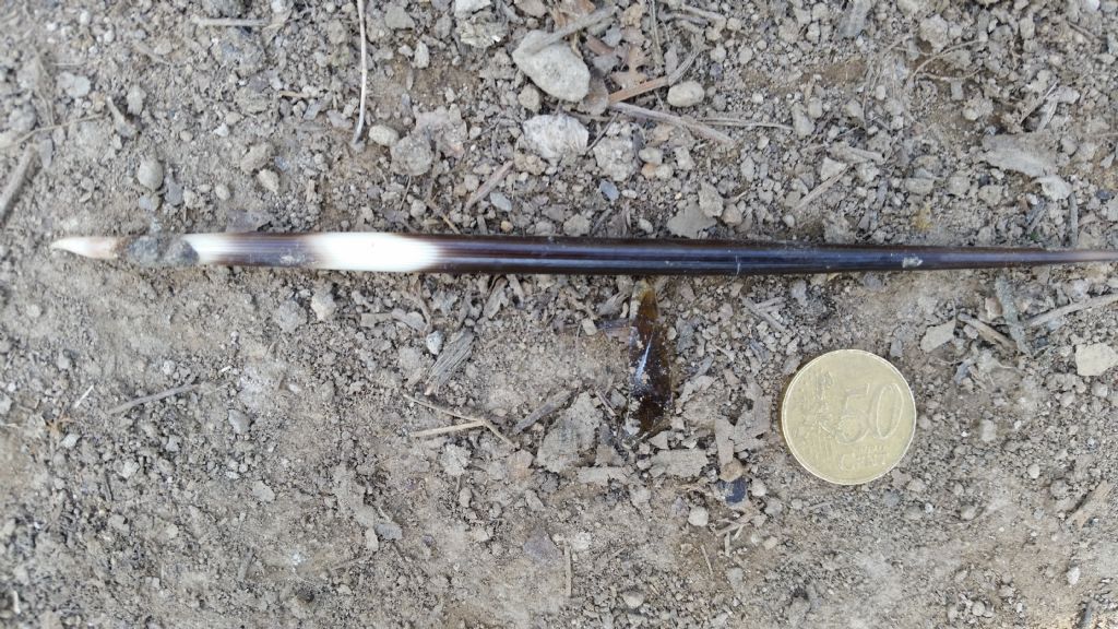 Aculeo con attaccato cosa?