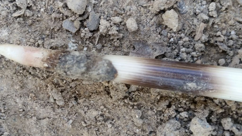 Aculeo con attaccato cosa?