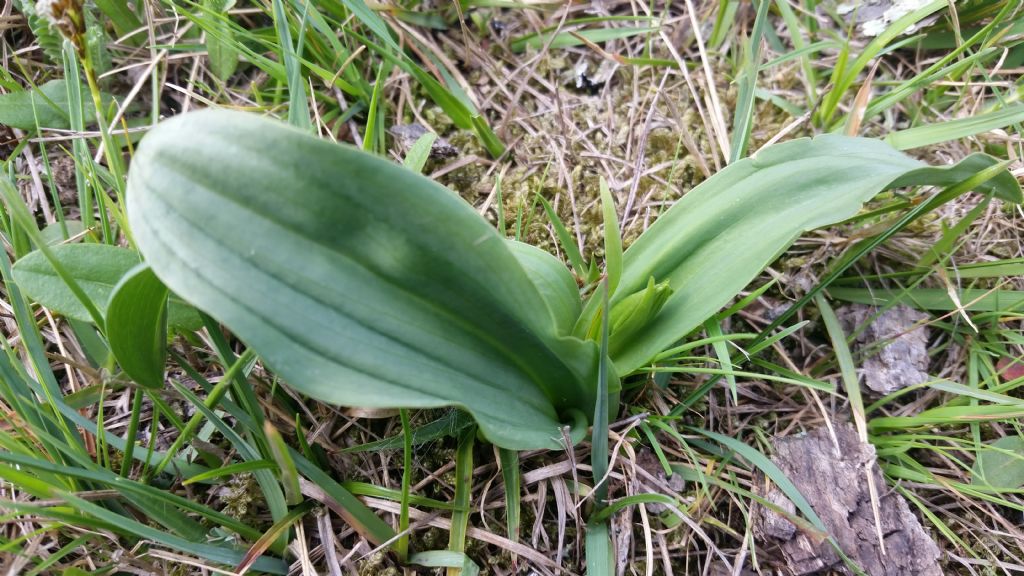 Foglie di orchidea?