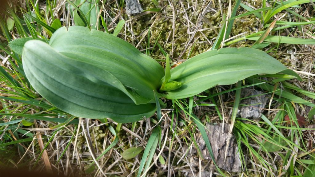 Foglie di orchidea?