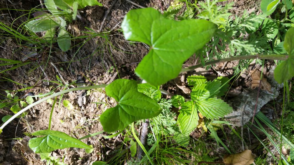 Pianta rampicante - Dioscorea communis