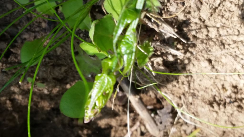 Pianta rampicante - Dioscorea communis