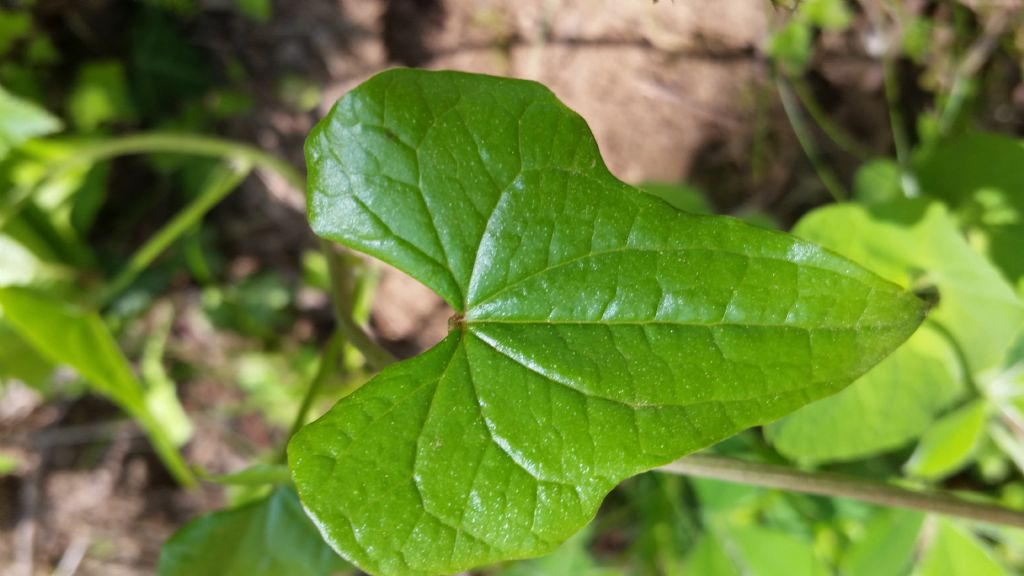 Pianta rampicante - Dioscorea communis