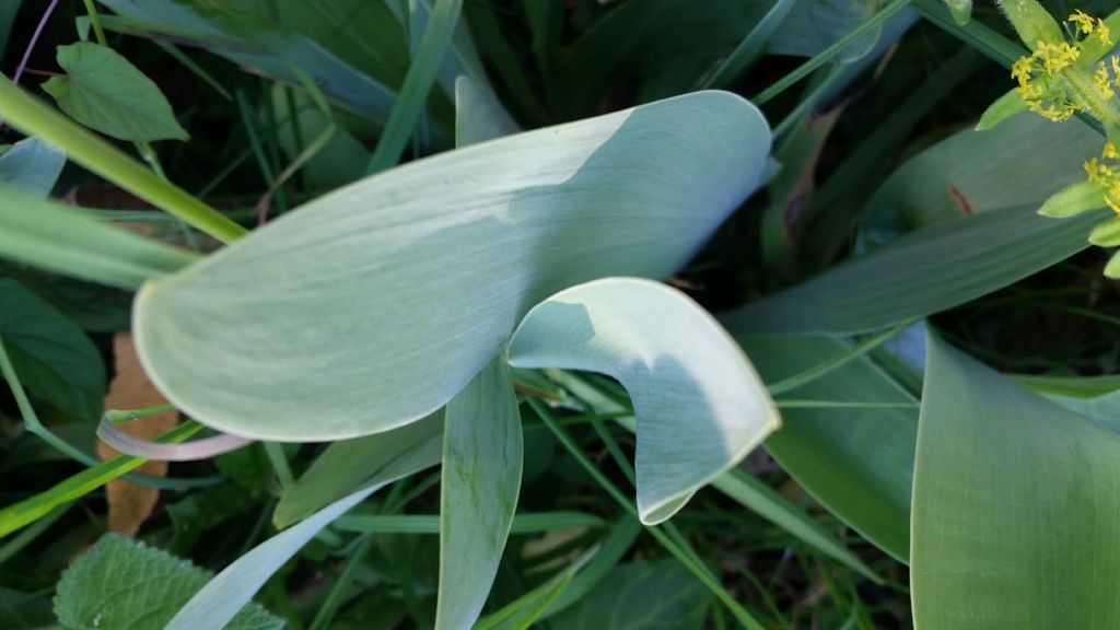 Iris?