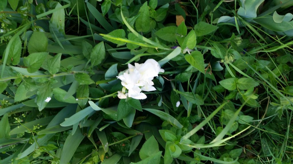 Iris?