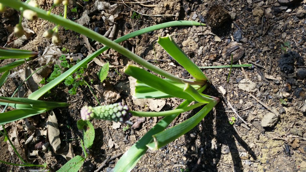 Muscari comosum