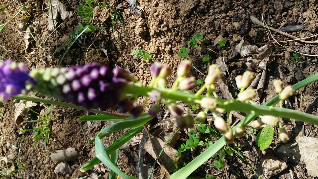 Muscari comosum