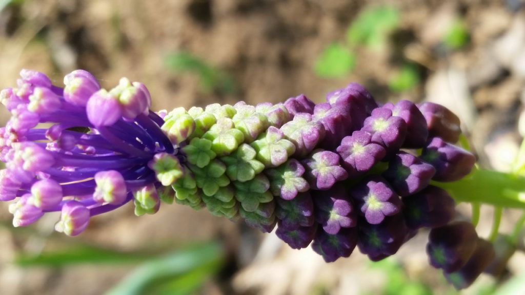 Muscari comosum