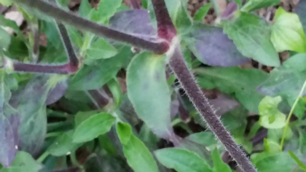 Silene latifolia