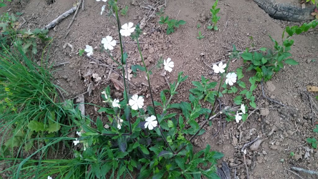 Silene latifolia