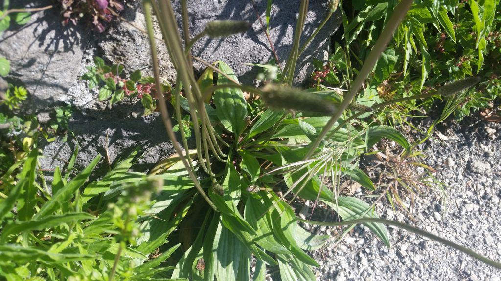 Plantago lanceolata (Plantaginaceae)