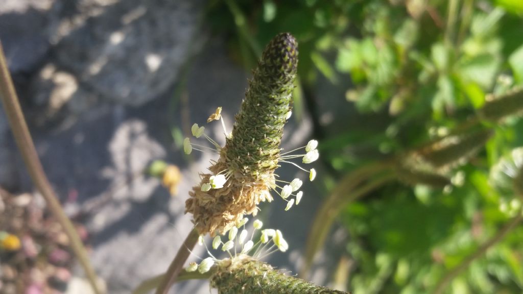 Plantago lanceolata (Plantaginaceae)