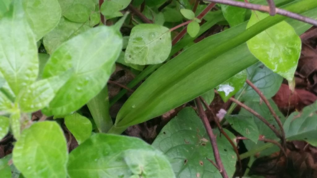 Allium cfr. neapolitanum