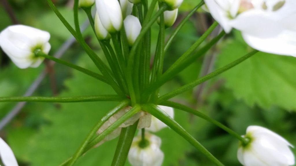 Allium cfr. neapolitanum