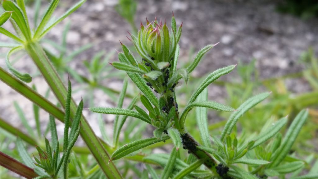 Galium aparine  (Rubiaceae)