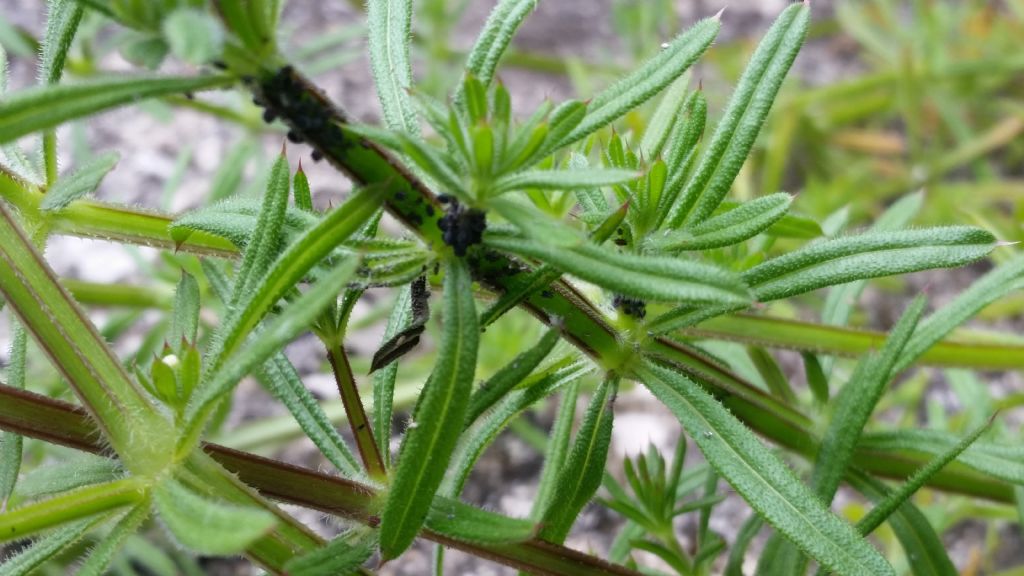 Galium aparine  (Rubiaceae)