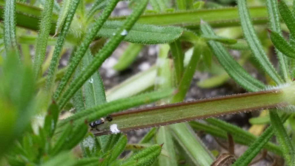 Galium aparine  (Rubiaceae)