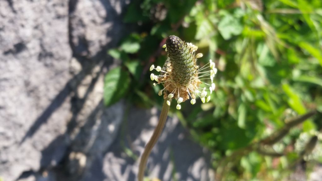 Plantago lanceolata (Plantaginaceae)