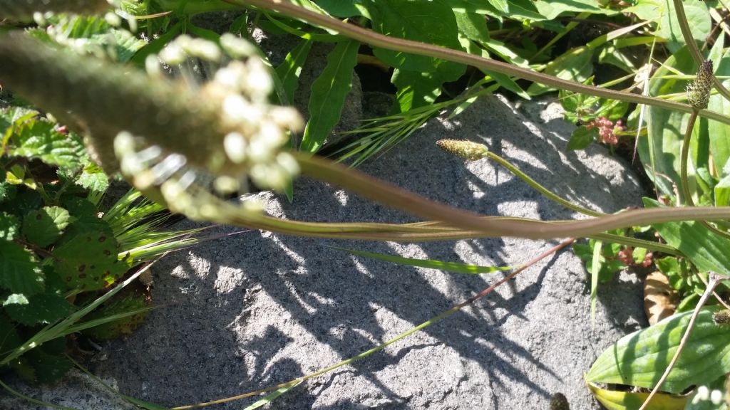 Plantago lanceolata (Plantaginaceae)