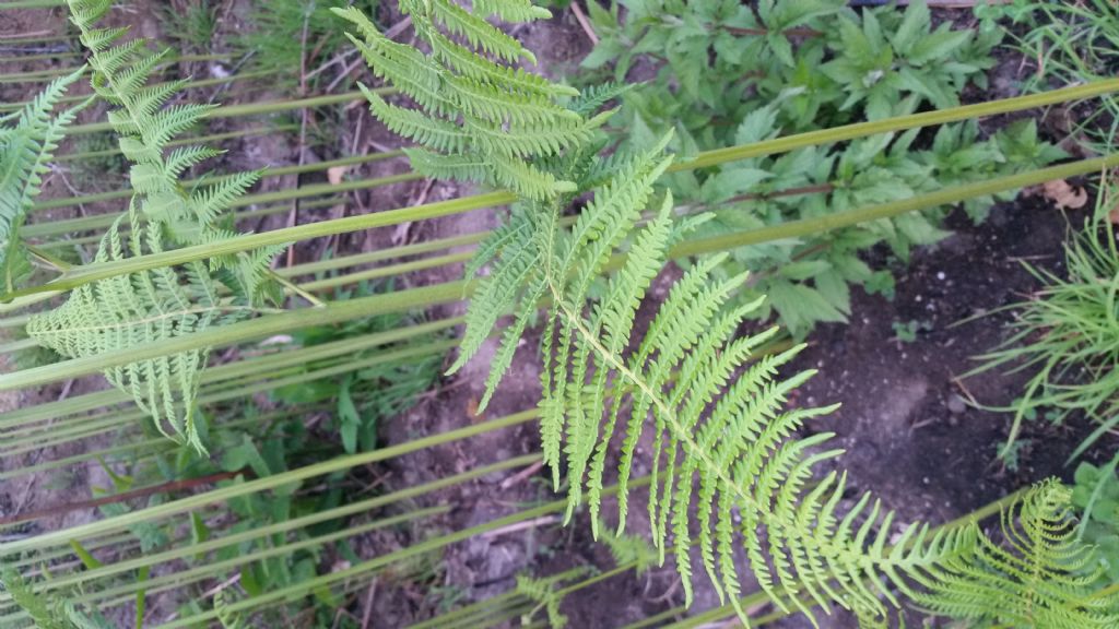 Felce aquilina? si, Pteridium aquilinum