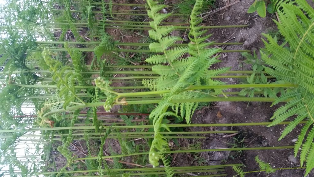 Felce aquilina? si, Pteridium aquilinum