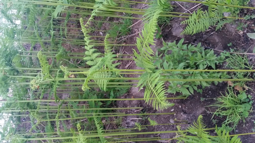 Felce aquilina? si, Pteridium aquilinum