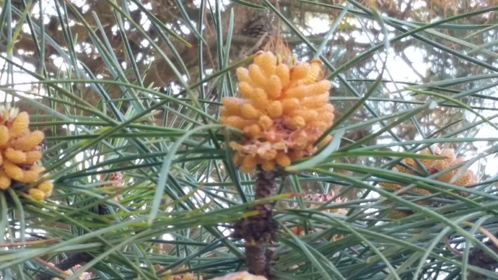 Pinus pinaster