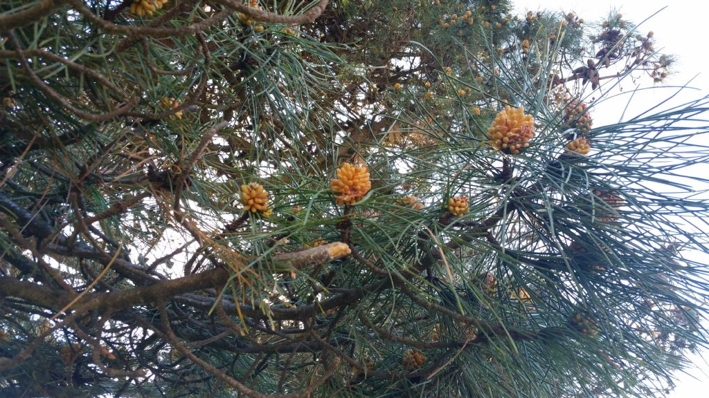 Pinus pinaster