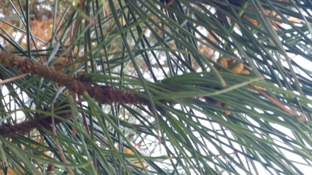 Pinus pinaster