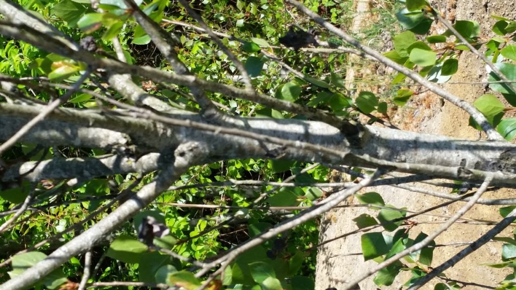 Che albero �? Populus sp.