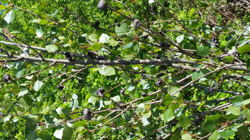 Che albero �? Populus sp.
